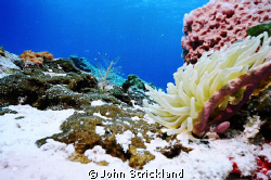 nikonos 15 mm cozumel by John Strickland 